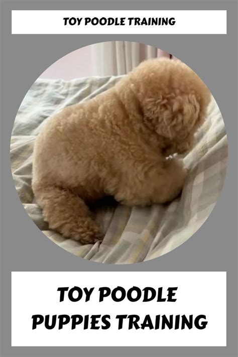 Toy Poodle Puppies Training | Poodle puppy training, Toy poodle puppies ...