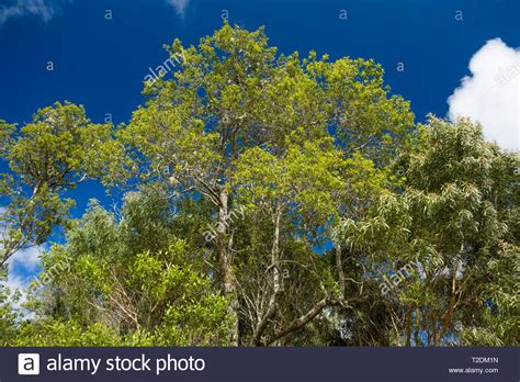 Sandalwood Tree High Resolution Stock Photography And Images Alamy