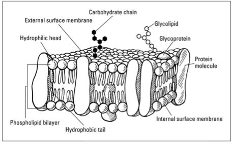 Describe the fluid mosaic model of cell membrane.