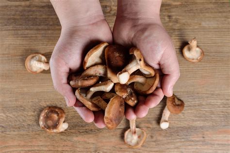 Propiedades De Los Hongos Shiitake Para La Salud Y El Off