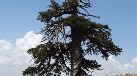 This is Europe's oldest living tree | Earth | EarthSky