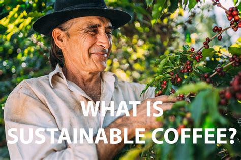 What Is Sustainable Coffee How To Achieve Compliance