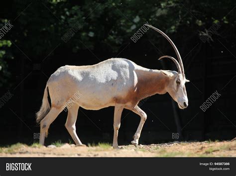 Scimitar Oryx (Oryx Image & Photo (Free Trial) | Bigstock