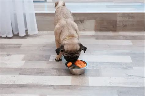 Cachorro Pode Comer Couve Descubra Blog Da Cobasi