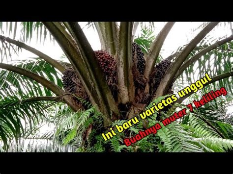 Kelapa Sawit Varietas PPKS Simalungun YouTube