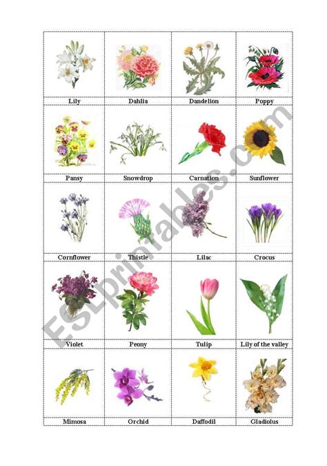 Flowers Flashcards ESL Worksheet By Lyljane13