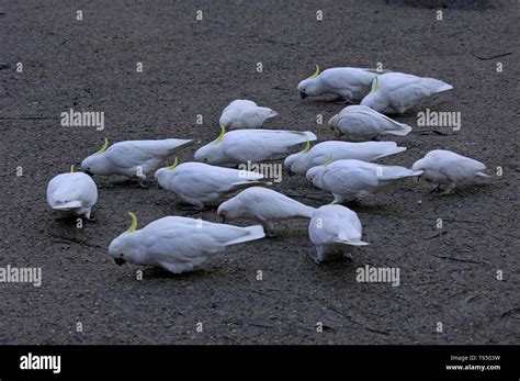 Sulphur Crested Cockatoo Cacatua Galerita Queensland Australia Stock