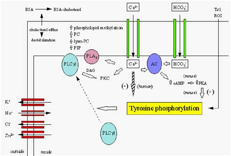 Figure From Human Sperm Activation During Capacitation And Acrosome