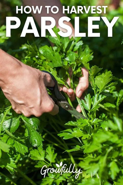 How To Harvest Parsley So It Keeps Growing Growfully