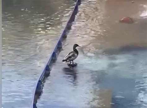 Un canard choisit le pire endroit pour se poser il va être très