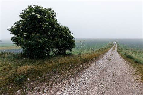 A Country Road Disappearing Into Distant Mist And Fog With A Tree On