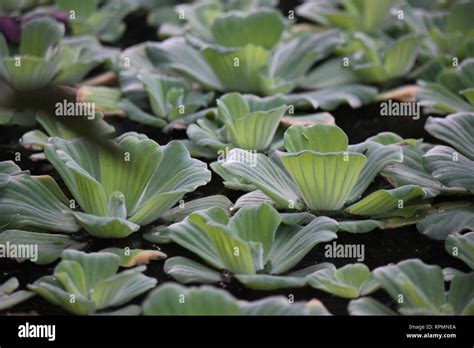 Flawless Stunning Pistia Water Plant Water Cabbage Water Lettuce