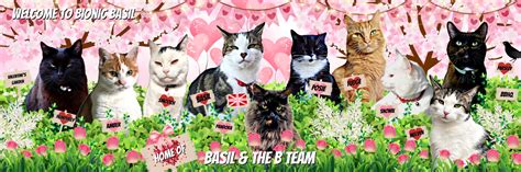 Bionic Basil Home Of Basil And The B Team Fashion With Felines