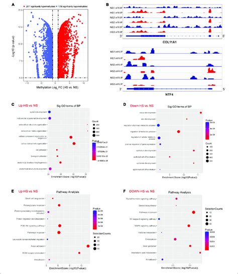 Global M 6 A Modification Changes In Hypertrophic Scar HS Tissues