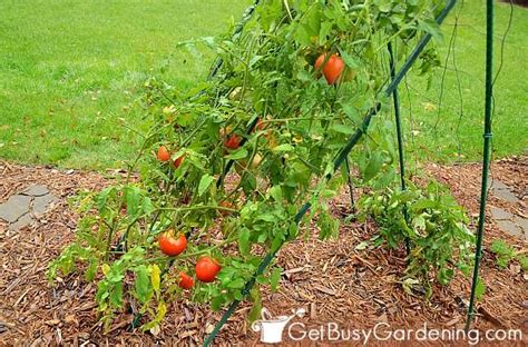 How To Tell Determinate vs Indeterminate Tomatoes - Get Busy Gardening