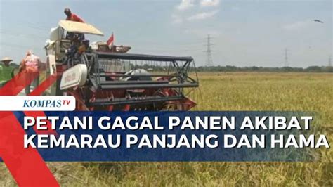 Petani Di Purwodadi Alami Gagal Panen Karena Kemarau Panjang Dan Hama