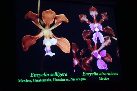 Encyclia Selligera Encyclia Atrorubens 2015 Aoc Orchid C Flickr