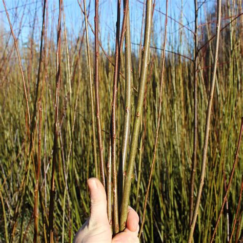 Willow Cuttings — Wild Rose Basketry