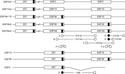 Cyp D Gene Arrangements Within The Cyp D Locus Association Of