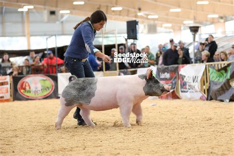 2019 Western Regional Crossbred Gilt Show National Swine Registry