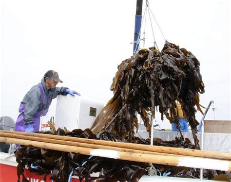 北方領土周辺でコンブ漁 貝殻島、240隻出漁 読んで見フォト 産経フォト