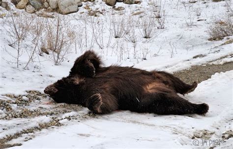 Jana Malinek Photography Black Bear Ursus Americanus