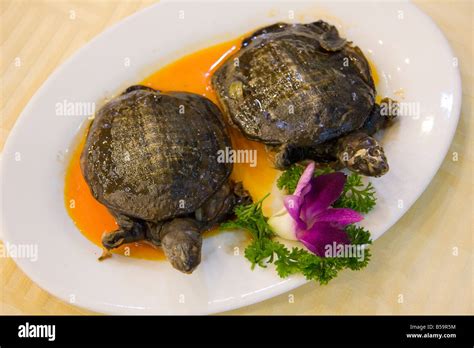 Cooked Turtle