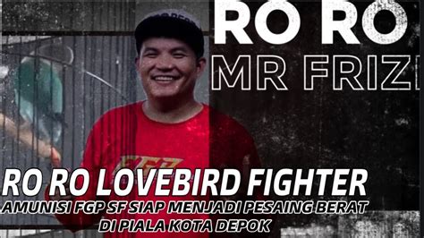 LOVEBIRD FIGHTER RORO SIAP MENJADI PESAING BERAT KELAS FIGHTER BEBAS