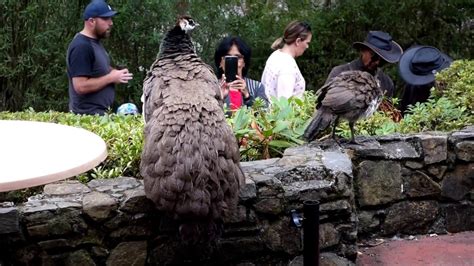 Cataract Gorge Reserve Peacocks, Launceston - Tasmania, Australia - YouTube