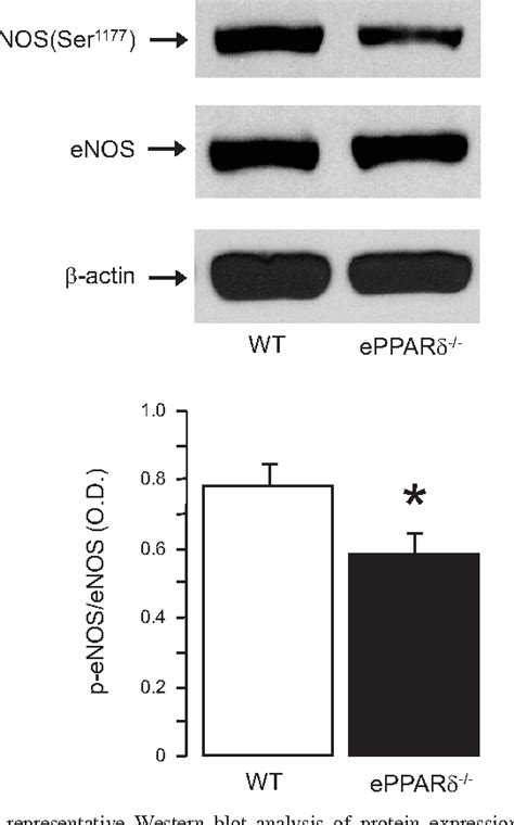 Figure From Mechanisms Of Vascular Dysfunction In Mice With