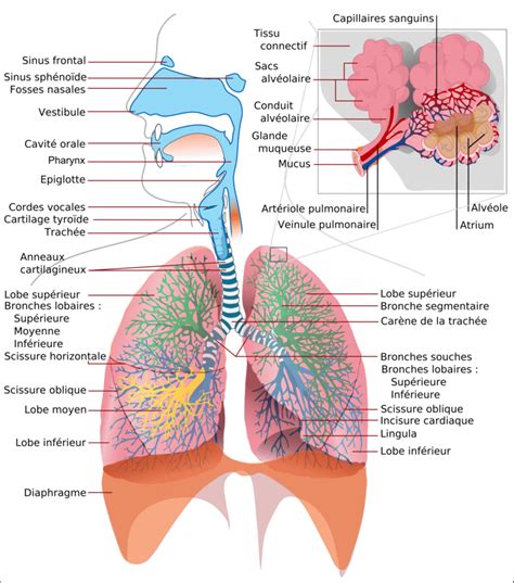 1 Le système respiratoire humain Source wikipedia org 2014