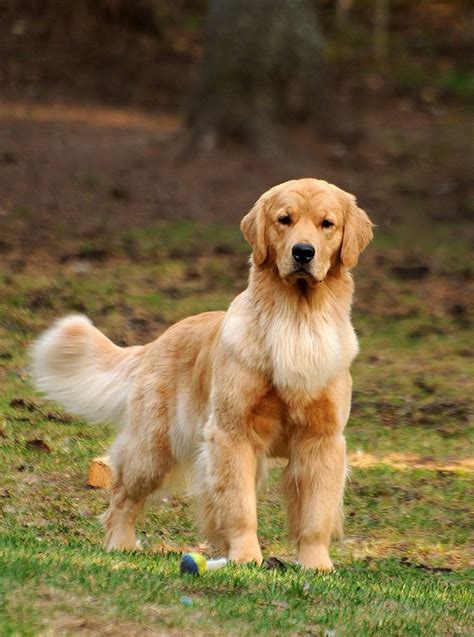 Golden Retriever – Noble Loyal Companions | Dogs golden retriever