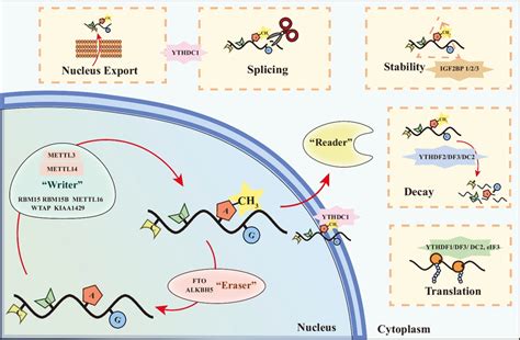 Effective Methyltransferase Complex Of M A The Effects Of M A On Mrna