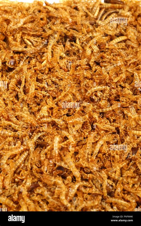 Live Dead Bait Hi Res Stock Photography And Images Alamy