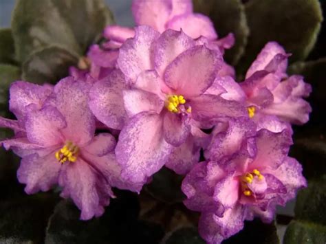 20 Different African Violet Varieties With Photos Garden Lovers Club