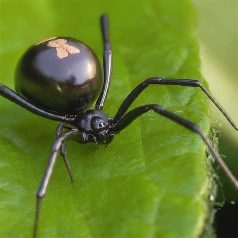 16 Spiders That Look Like Black Widows False Widows With Pictures