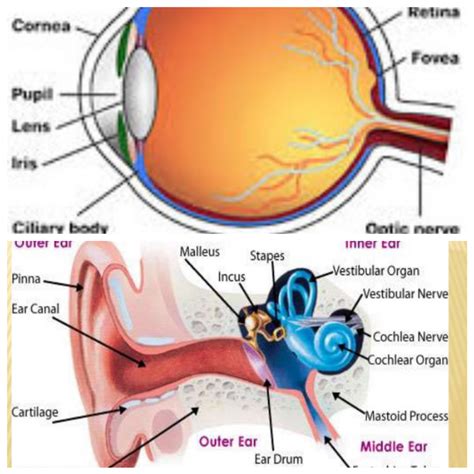 Term 5 Ear And Eye Diagram Quizlet