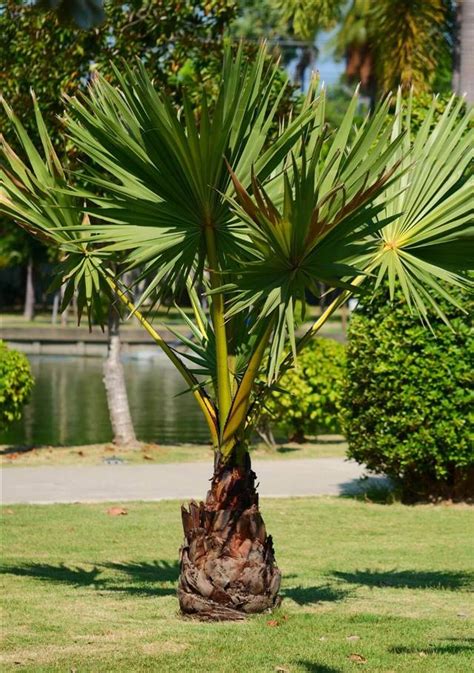 Las Plantas De Exterior M S Resistentes Y F Ciles De Cuidar