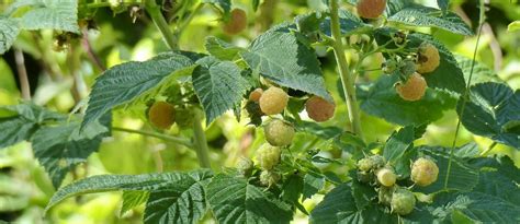 La Taille Des Framboisiers Quand Et Comment Blog Promesse De Fleurs