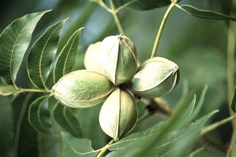 Tips On Growing And Caring For Pecan Trees Pecan Tree Nursery