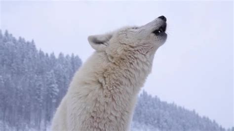 Baby Arctic Wolf Howling