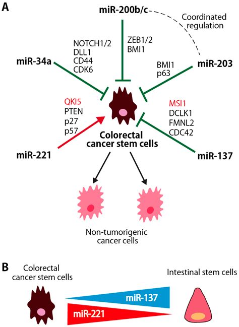 Cancers Free Full Text Roles Of Micrornas And Rna Binding Proteins