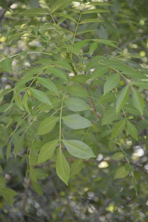 Fraxinus Angustifolia Illustrations Eflore Tela Botanica