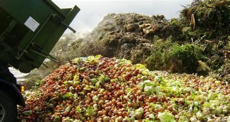 9 Food Waste Solutions That Ultimately Saves Our Planet | Greener Ideal