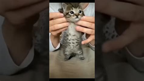 Funny Cute Cats Shorts1 Youtube