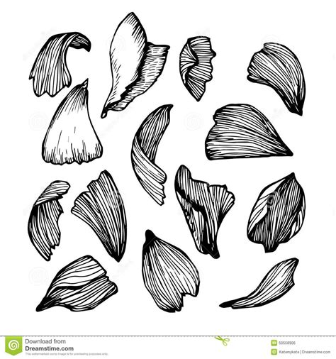 Rose Petals Drawing, Botanical Line Drawing, Alice In Wonderland Theme ...