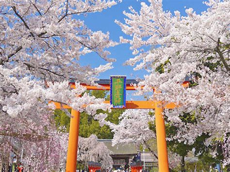 【平野神社】庭師とletsお花見！桜ふり注ぐ平野神社と北野天満宮へ～風格、可憐、艶やか50品種の個性が咲き乱れる名物桜尽くし