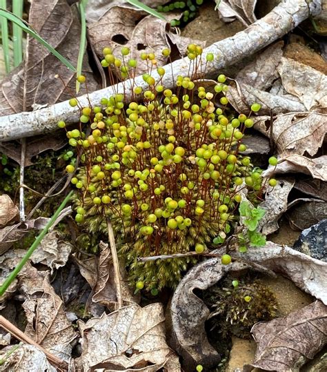 Common Apple Moss From Co Rd At Rock Creek Cullman County Al