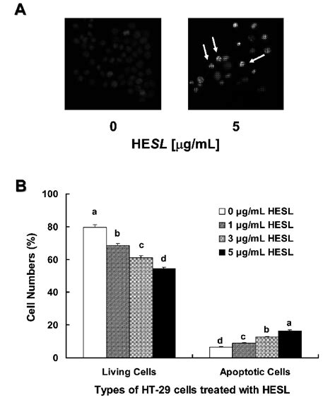 Effect Of The Hexane Extract Of Saussurea Lappa Hesl On Apoptosis Of