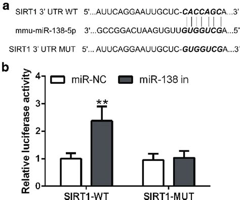 SIRT1 Was A Target Of MiR 138 5p A The Target Prediction Databases